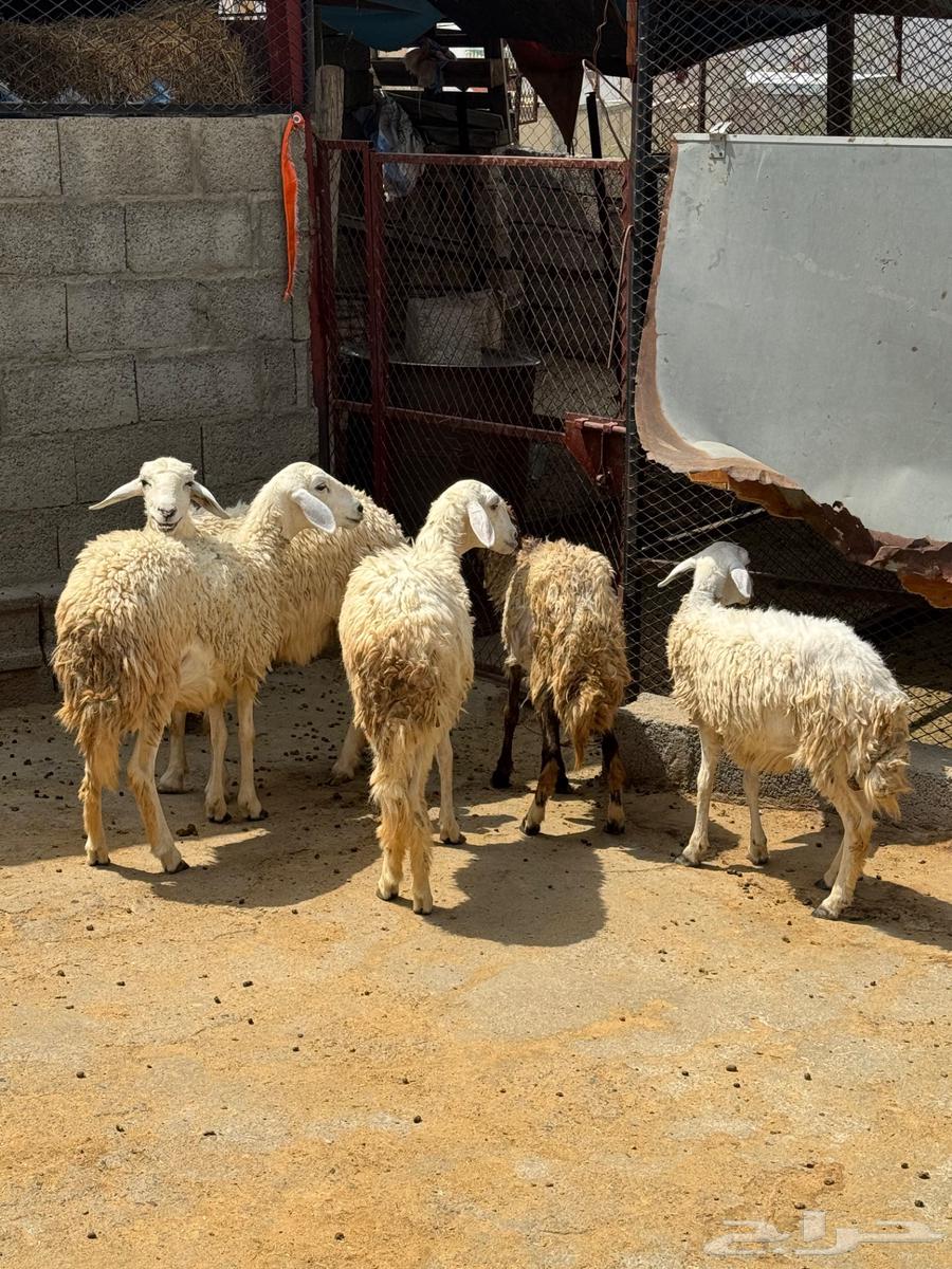 7 رخال للبيع جملة وتفريد64590935177858110