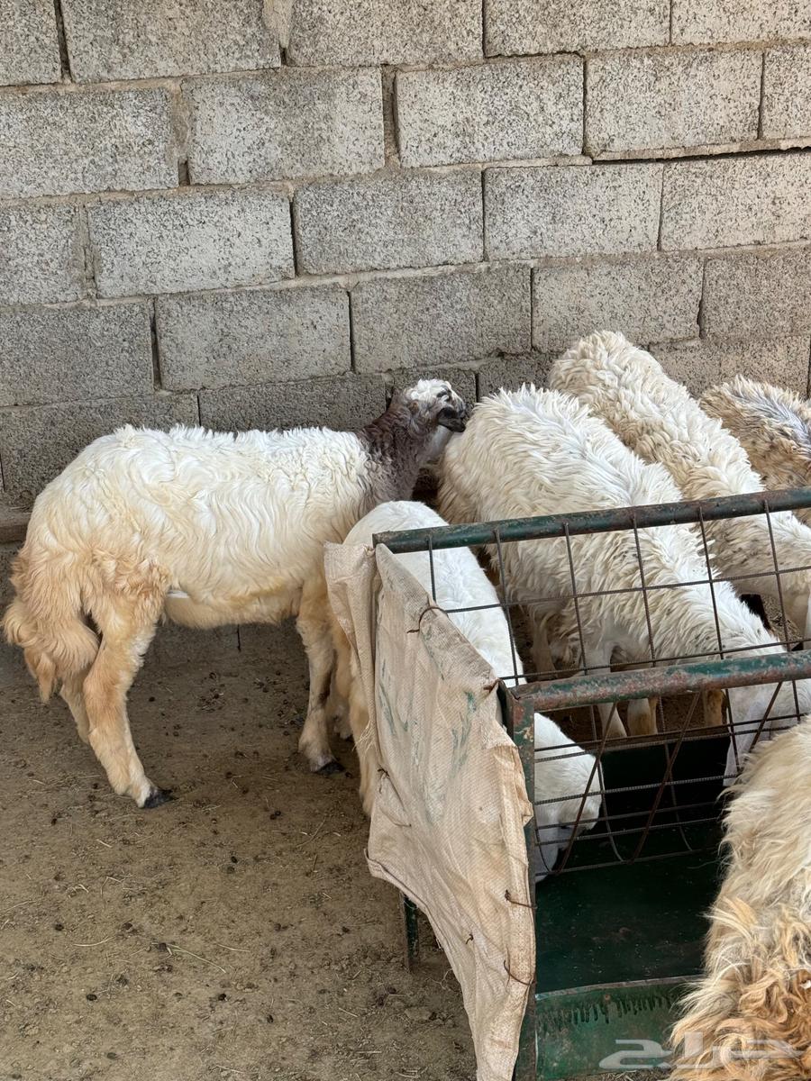 7 رخال للبيع جملة وتفريد64590935177858111