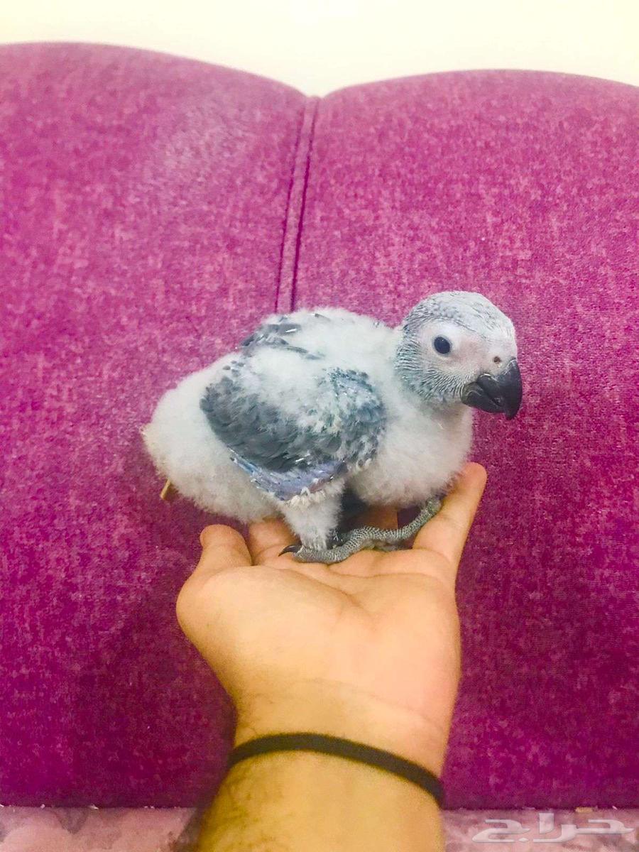 فرووخ كاسكو غر(تم البيع)64591394983425110