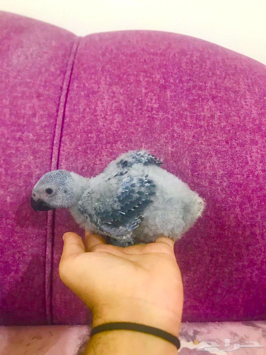 فرووخ كاسكو غر(تم البيع)64591394983425111