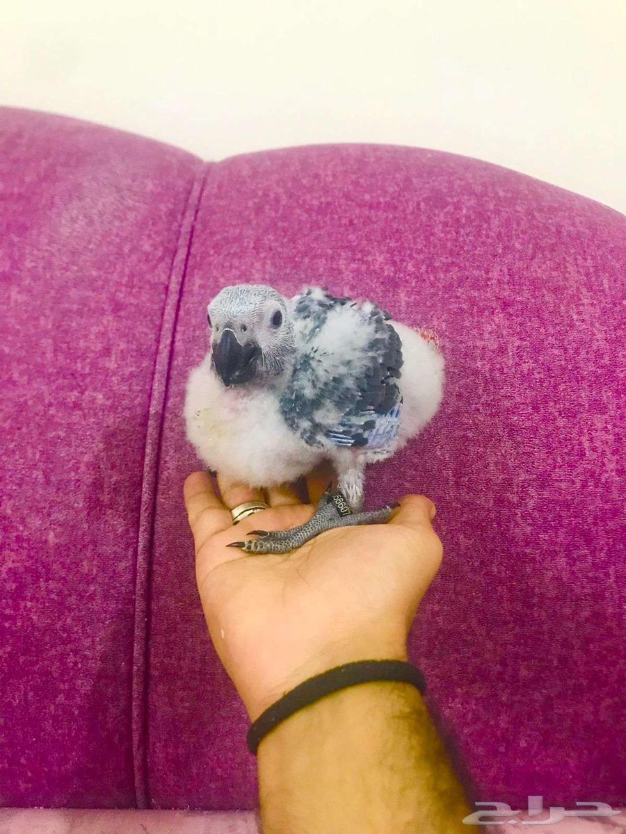 فرووخ كاسكو غر(تم البيع)64591394983425113