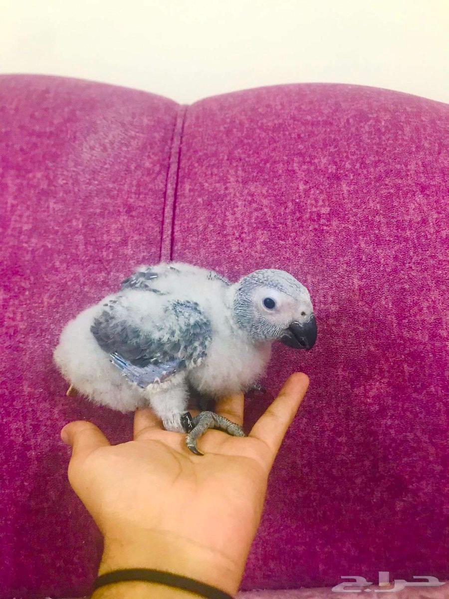 فرووخ كاسكو غر(تم البيع)64591394983425114