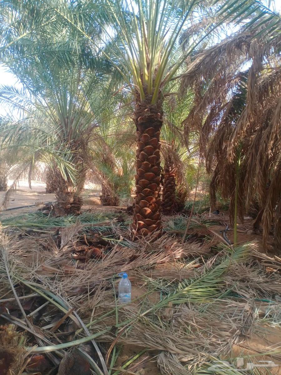 نخل واشنطني واشنطن زينه امريكي للبيع64591610462722114