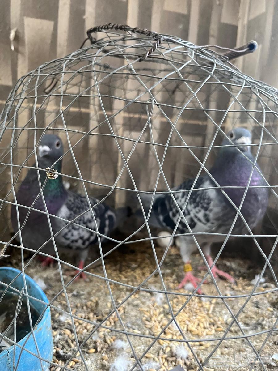 تم البيع64592106038915110