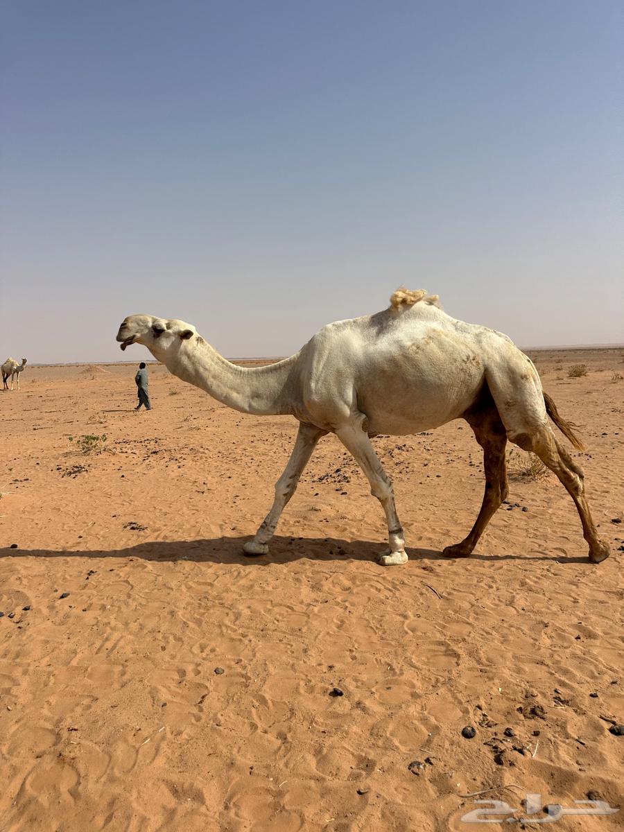 للبيع بعير64592141967107110