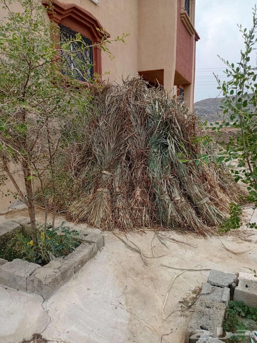 علف بياض جديد مهو رجعه64593765763586110