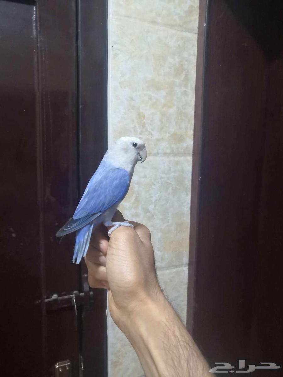 For sale Dutch rose, tame, bred, super jumbo size64593949944321110