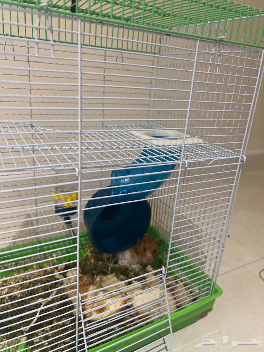 هامستر للبيع بالمخواه64594430443265110