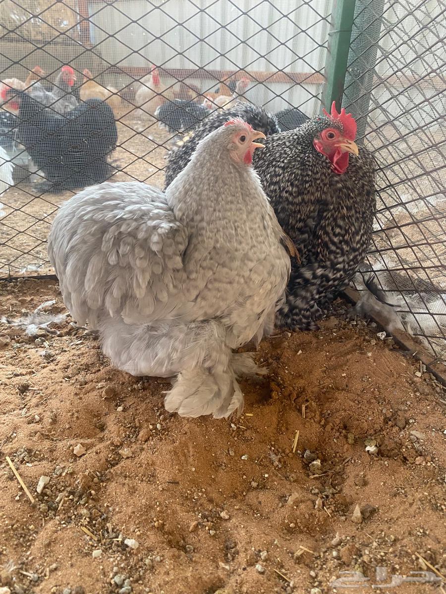 للبيع جوز كوشن خوارج حجل 2364596141349506110