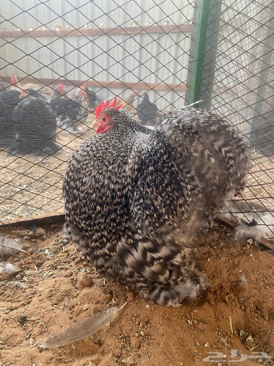 للبيع جوز كوشن خوارج حجل 2364596141349506111