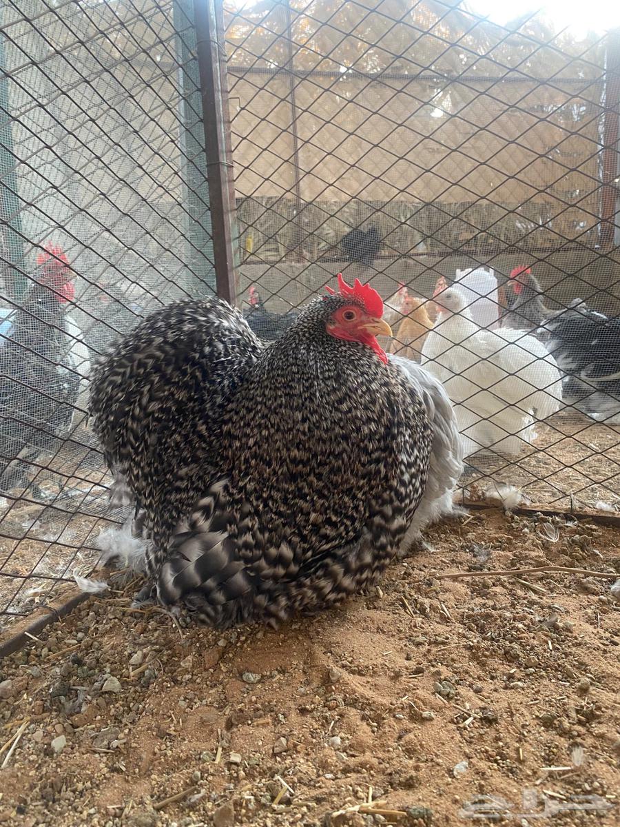 للبيع جوز كوشن خوارج حجل 2364596141349506112