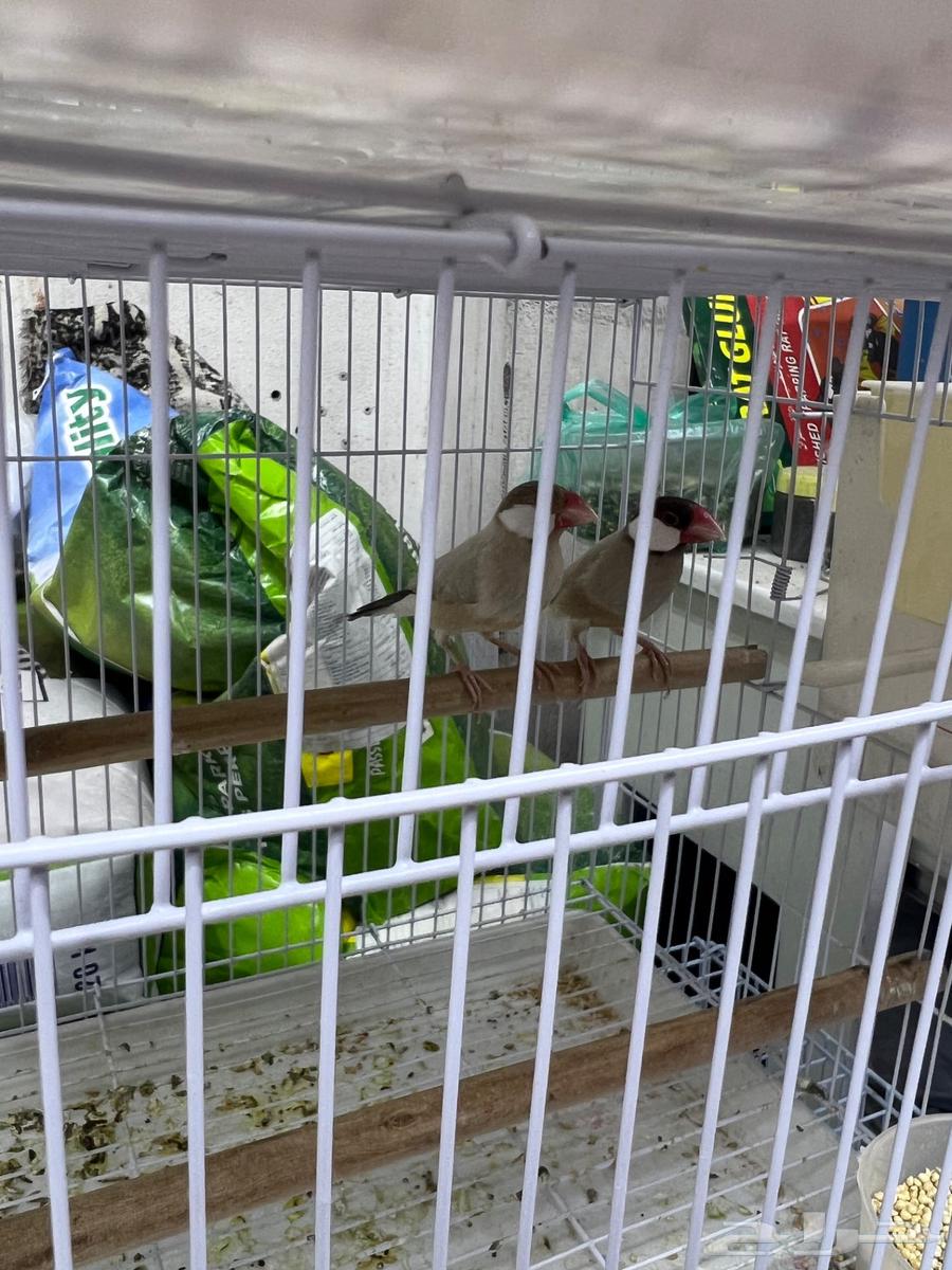 زوج جاوا كريمي64597066078979113