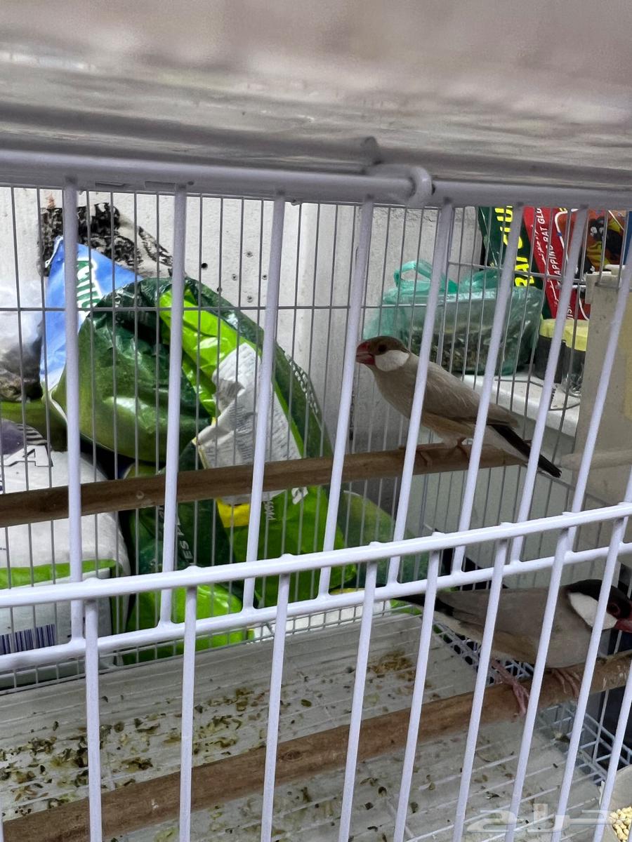 زوج جاوا كريمي64597066078979114