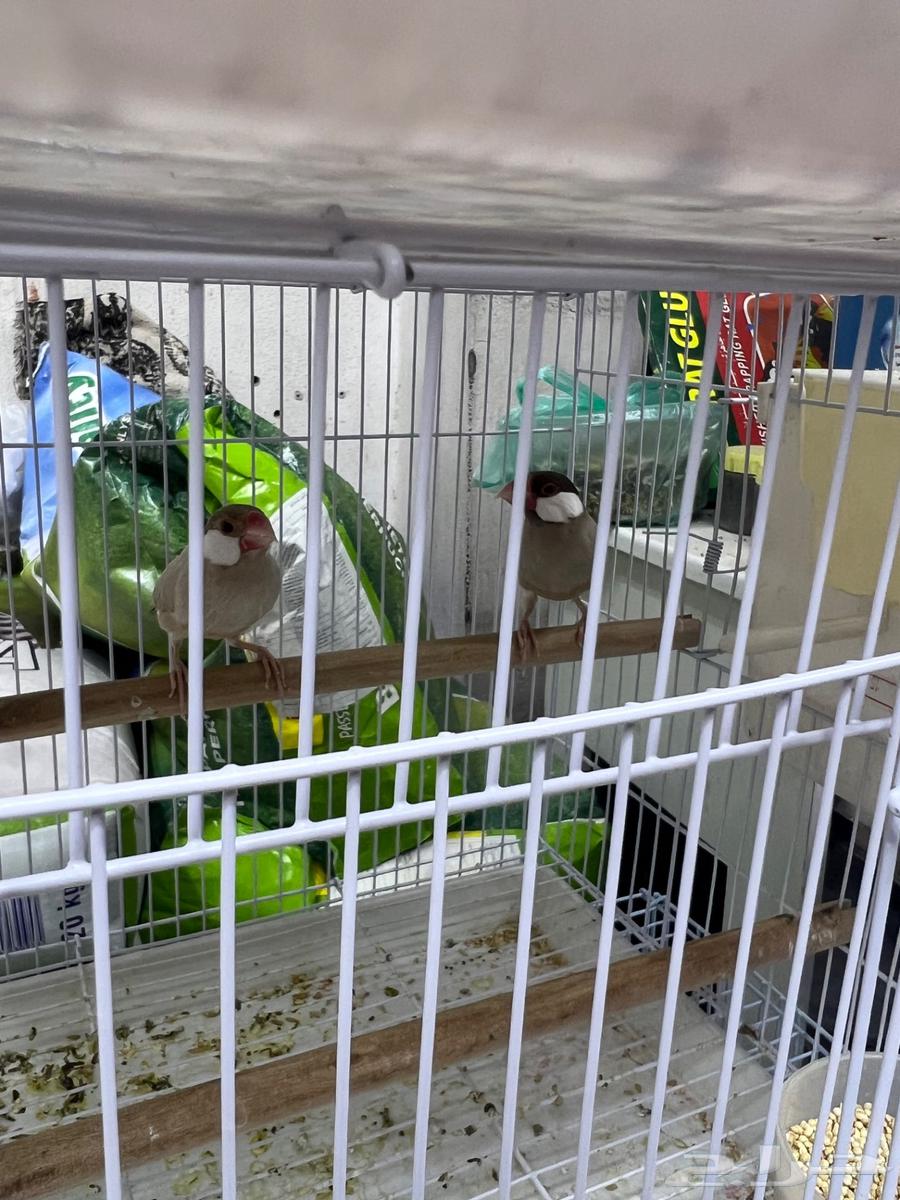 زوج جاوا كريمي64597066078979112