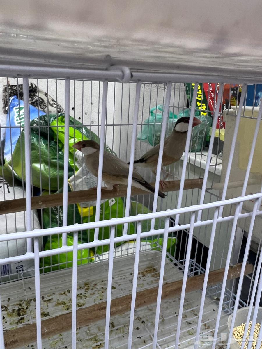 زوج جاوا كريمي64597066078979111