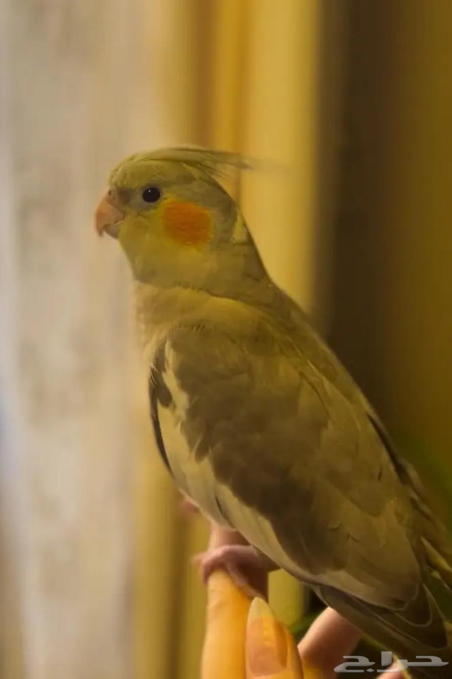 كروان للبيع64591177829249111