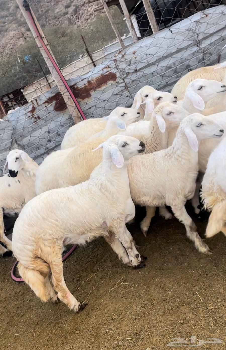 ذبايح طليان حري سواكن مع التوصيل64589804963970110