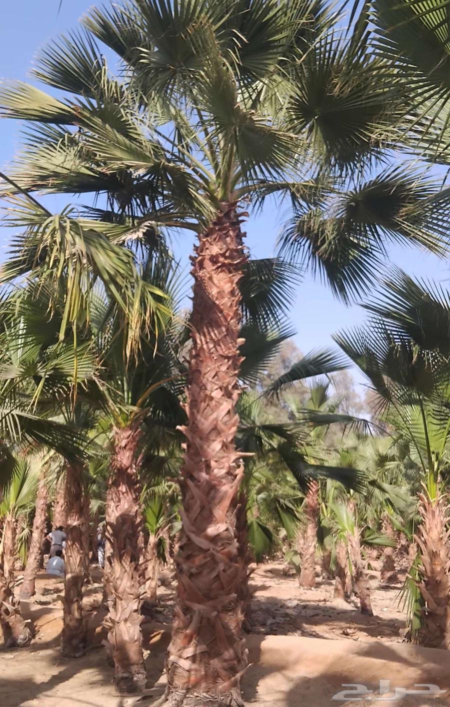 نخل واشنطني واشنطن زينه امريكي للبيع64591610462722112