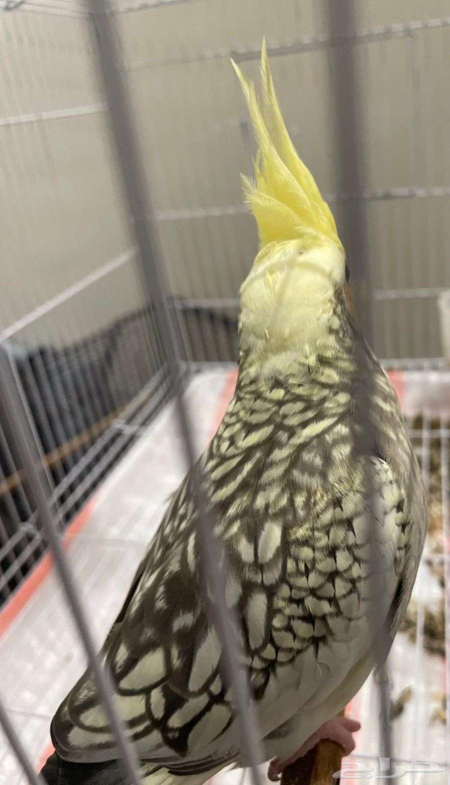 كنيور اناناس   كروان كوكتيل64594479181441111