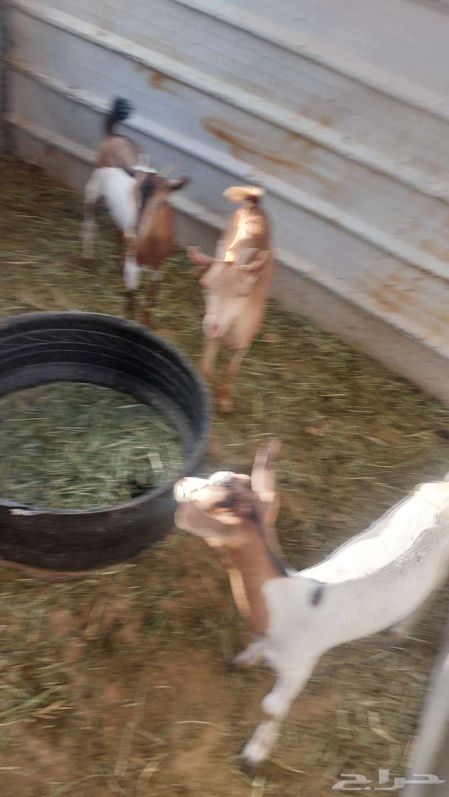 تيوس وجفار جنوبيه للبيع64595267498114110