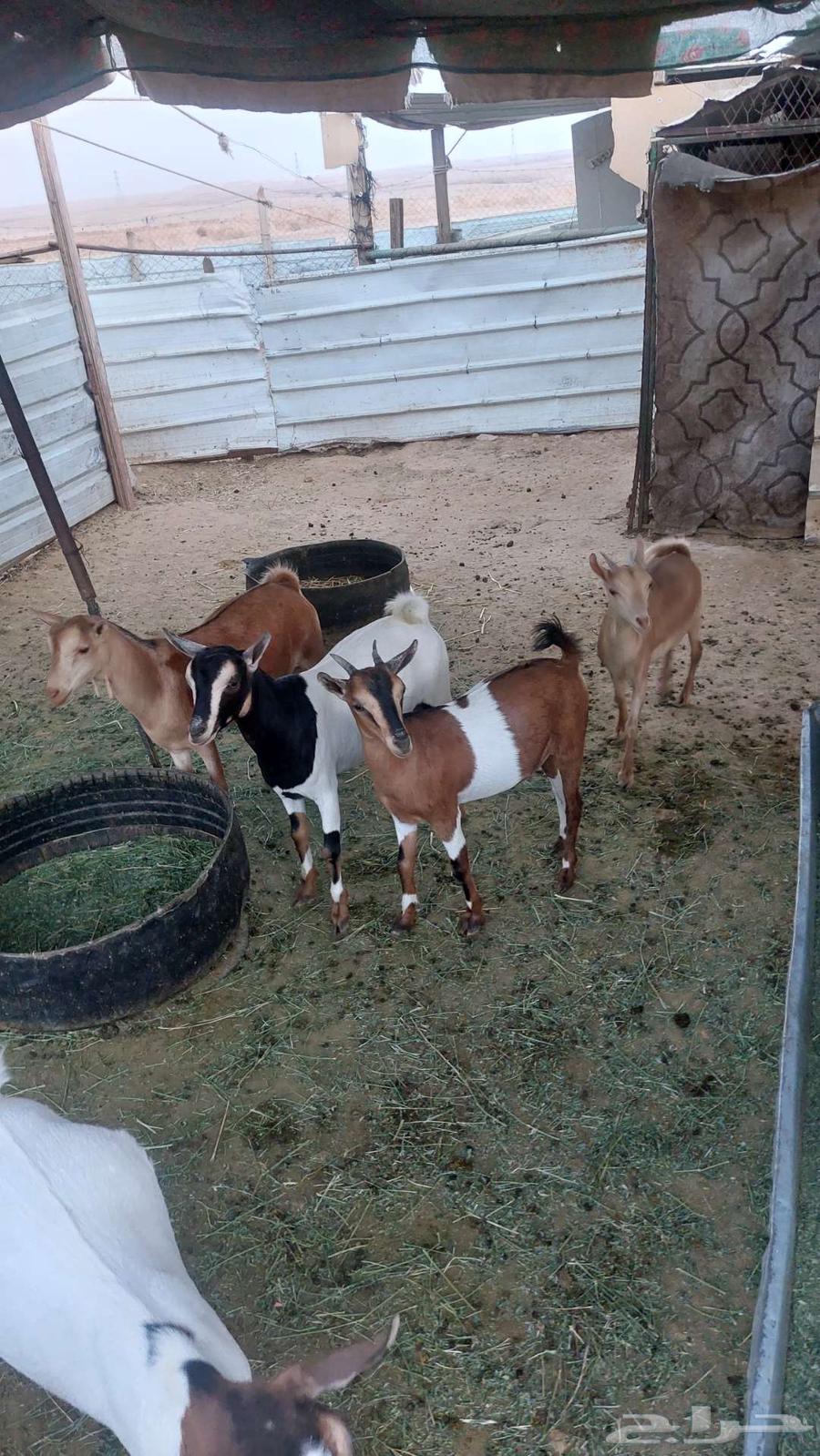 تيوس وجفار جنوبيه للبيع64595267498114112