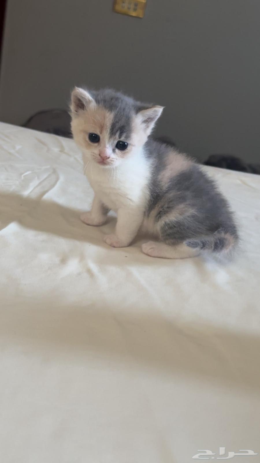 ثلاث كتن قطط شيرازي للبيع جده حي المروه64589463232771111