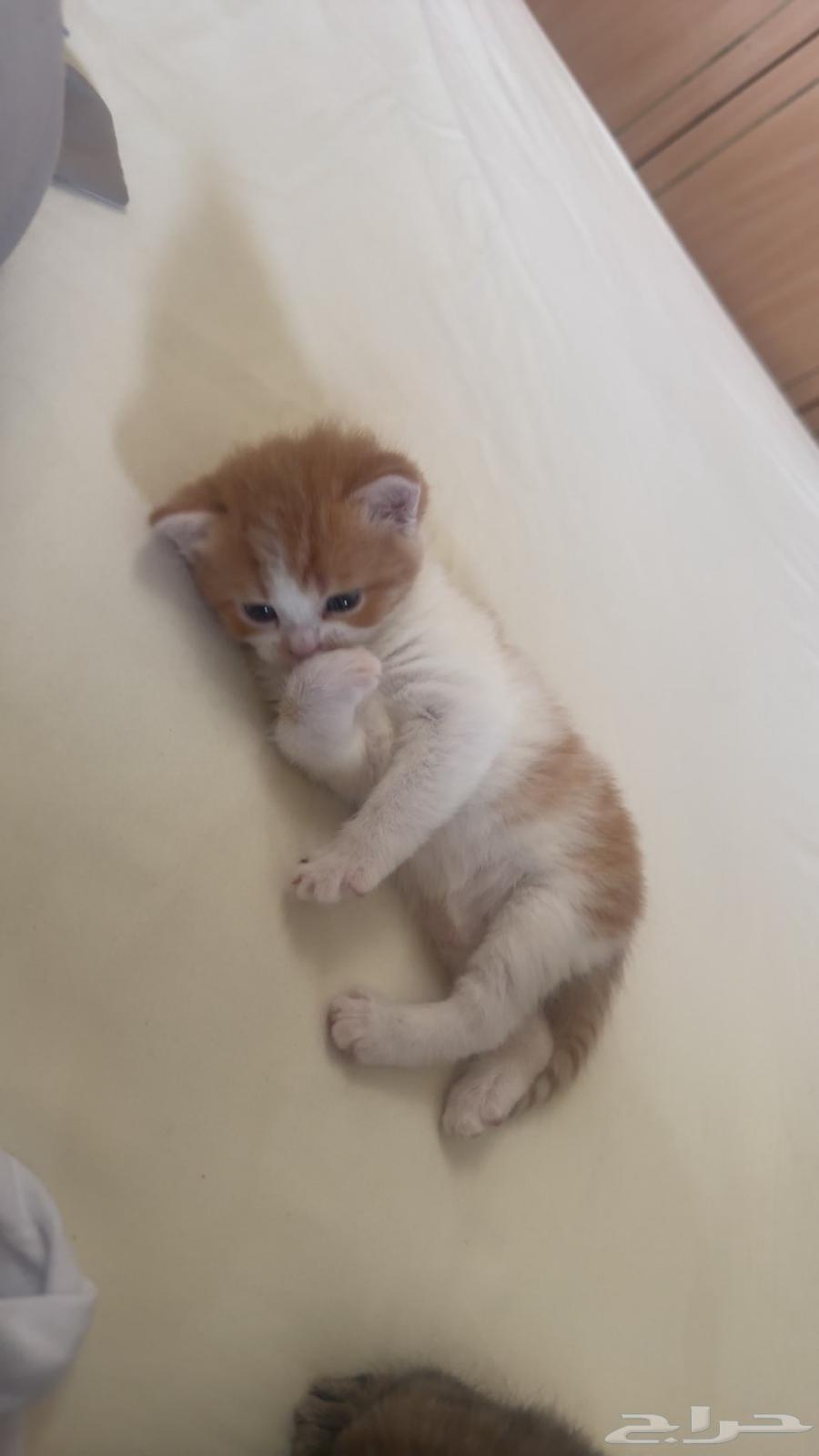 ثلاث كتن قطط شيرازي للبيع جده حي المروه64589463232771110