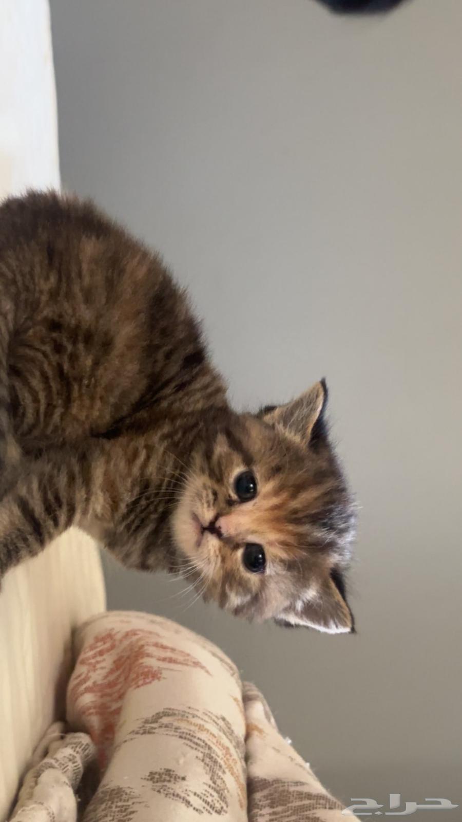 ثلاث كتن قطط شيرازي للبيع جده حي المروه64589463232771112