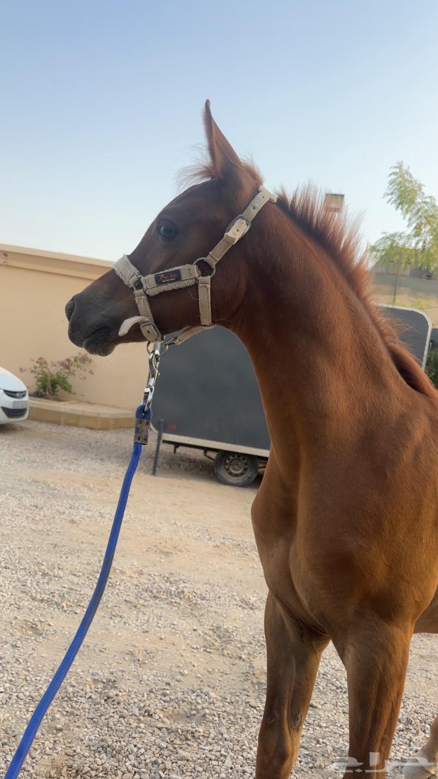 Muath and Sheikh64589952887298110