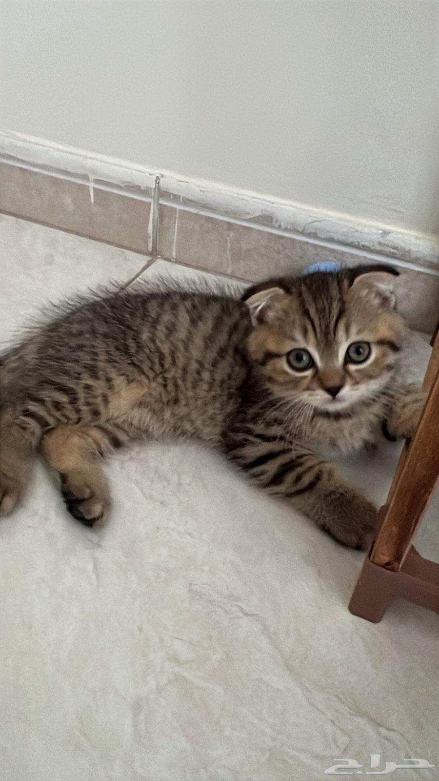 قط سكوتش فولد للبيع64583158098691111