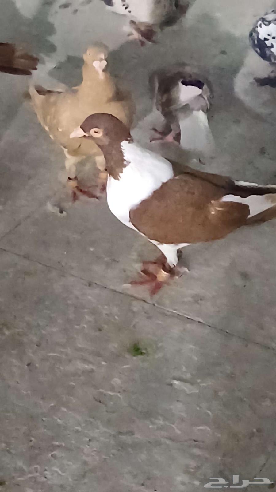 تم البيع حمام شامي كش64590862087938110