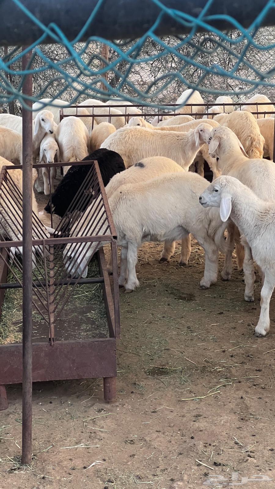 طليان حريه للبيع64590983753730110