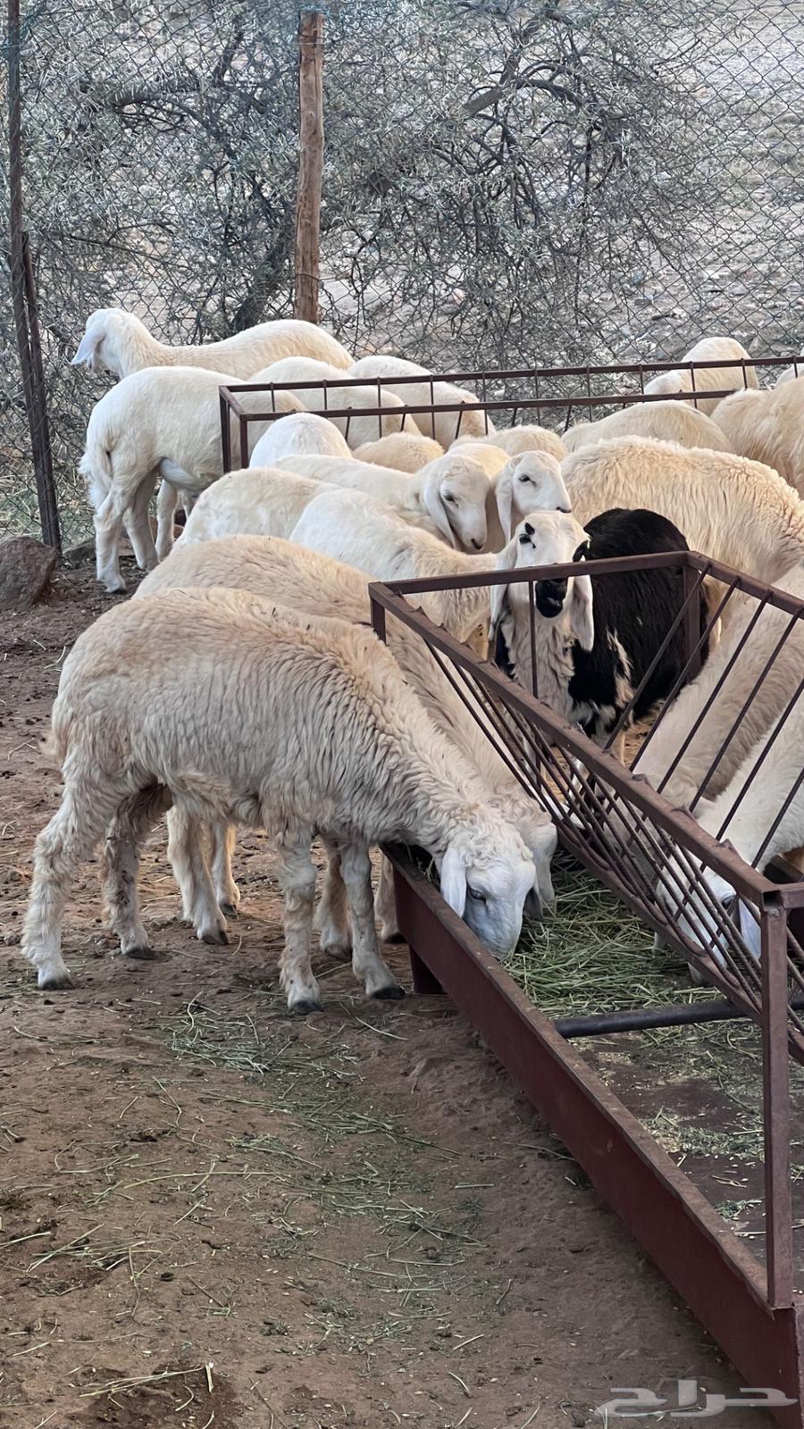 طليان حريه للبيع64590983753730112