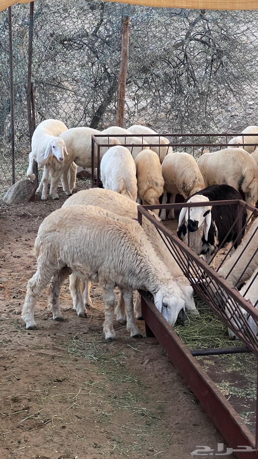 طليان حريه للبيع64590983753730111