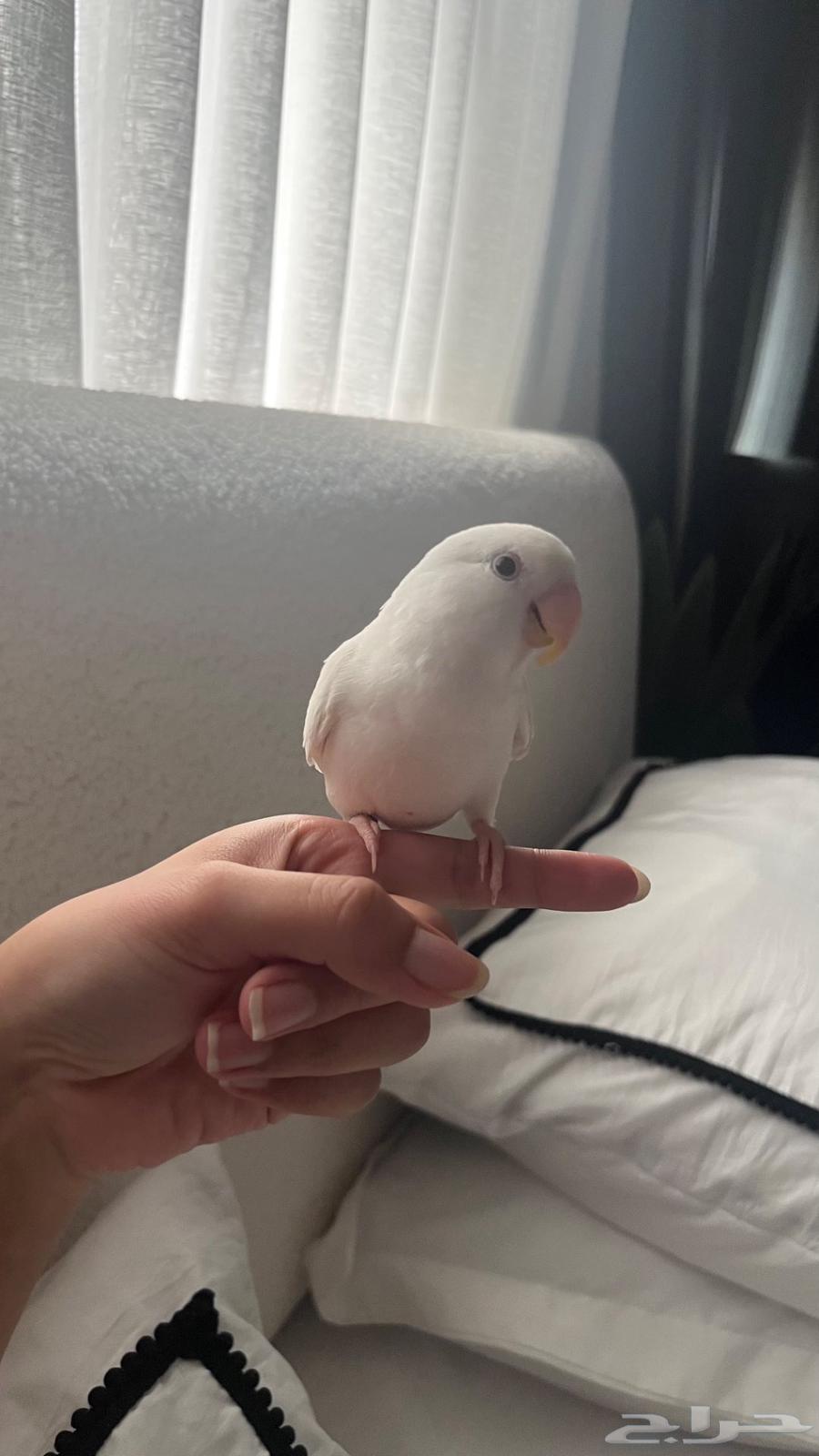 انثى روز البينو64559337495169114