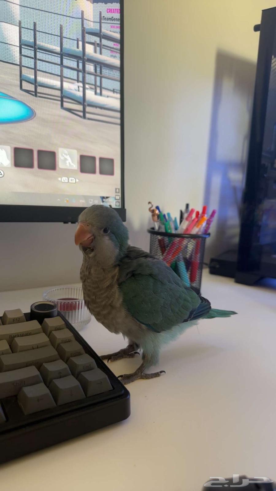 كويكر للبيع64592987068163111