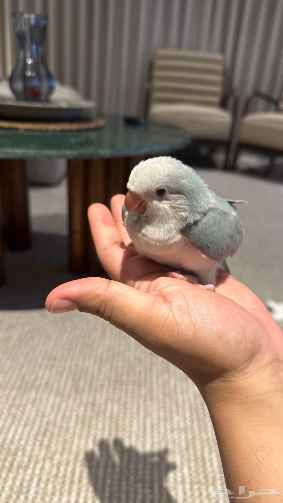 كويكر للبيع64592987068163110