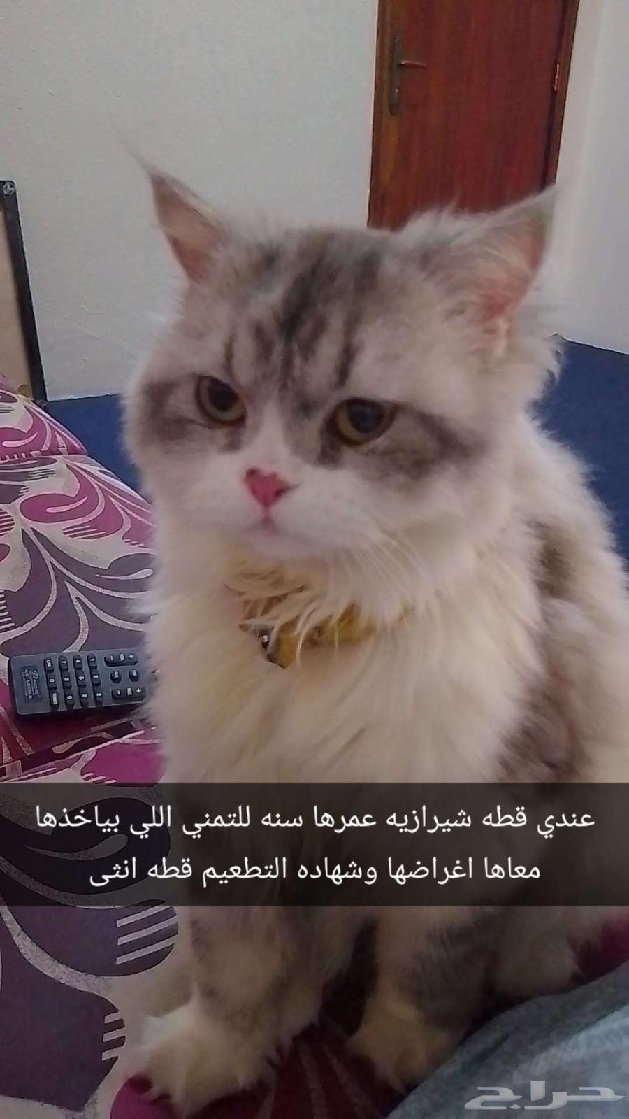 الحميديه في الدمام64593937646721111