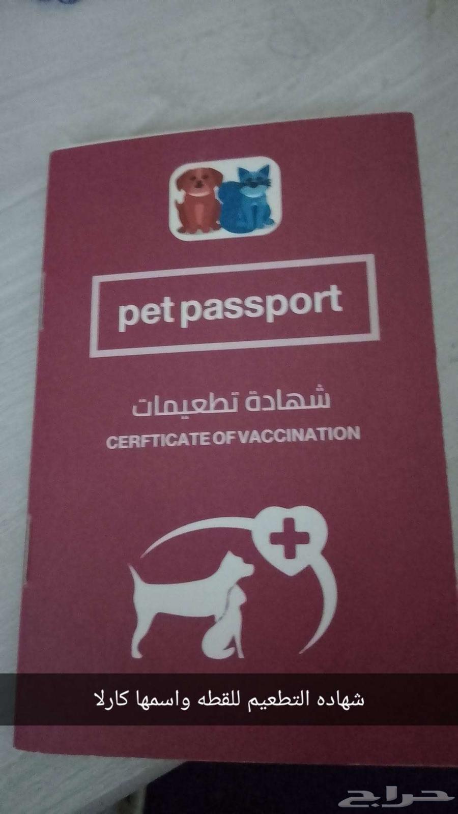 الحميديه في الدمام64593937646721113