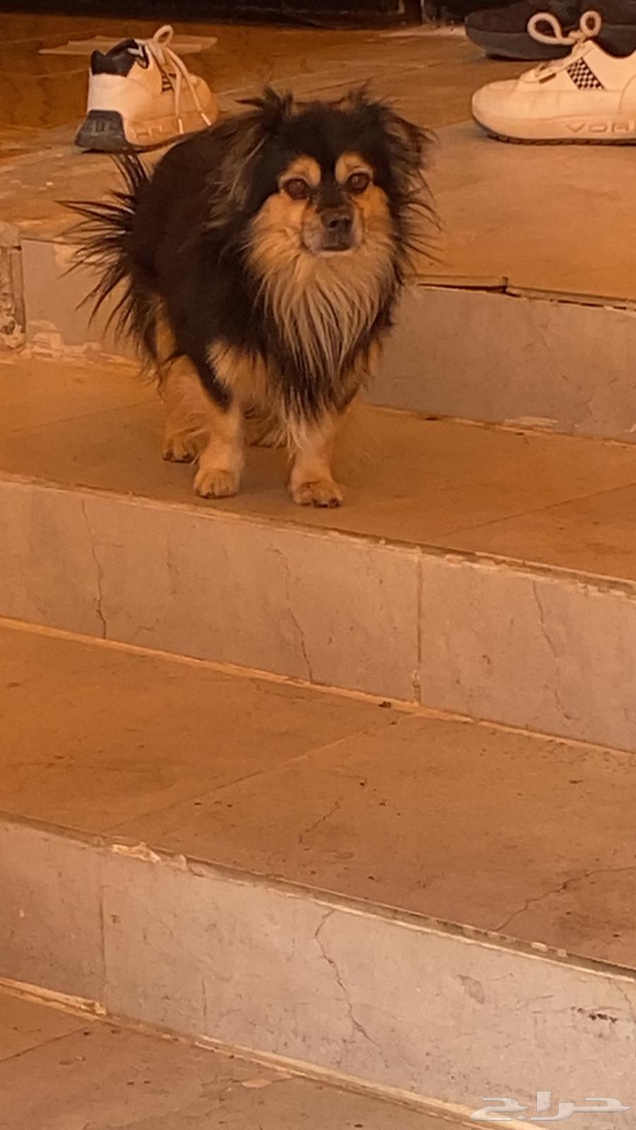 كلب بومرينان للبيع بسعر مميز ب40064594911383170110