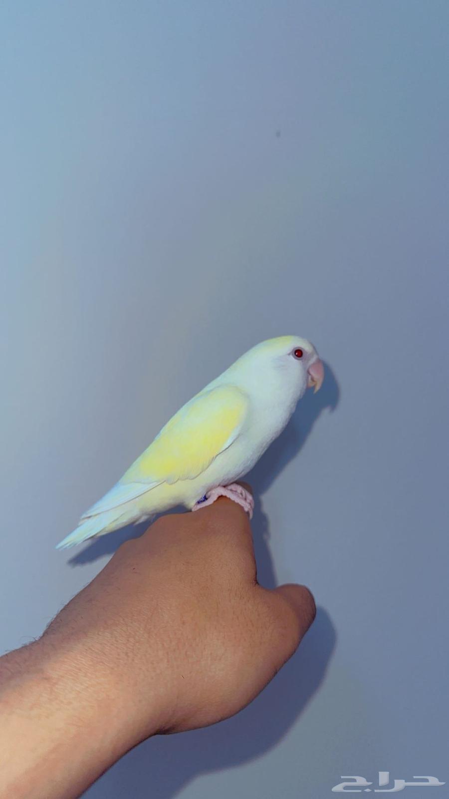 انثى روز اليفه64595598999553112