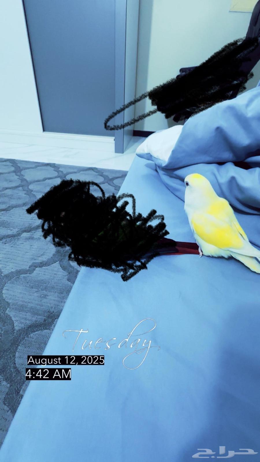 انثى روز اليفه64595598999553113