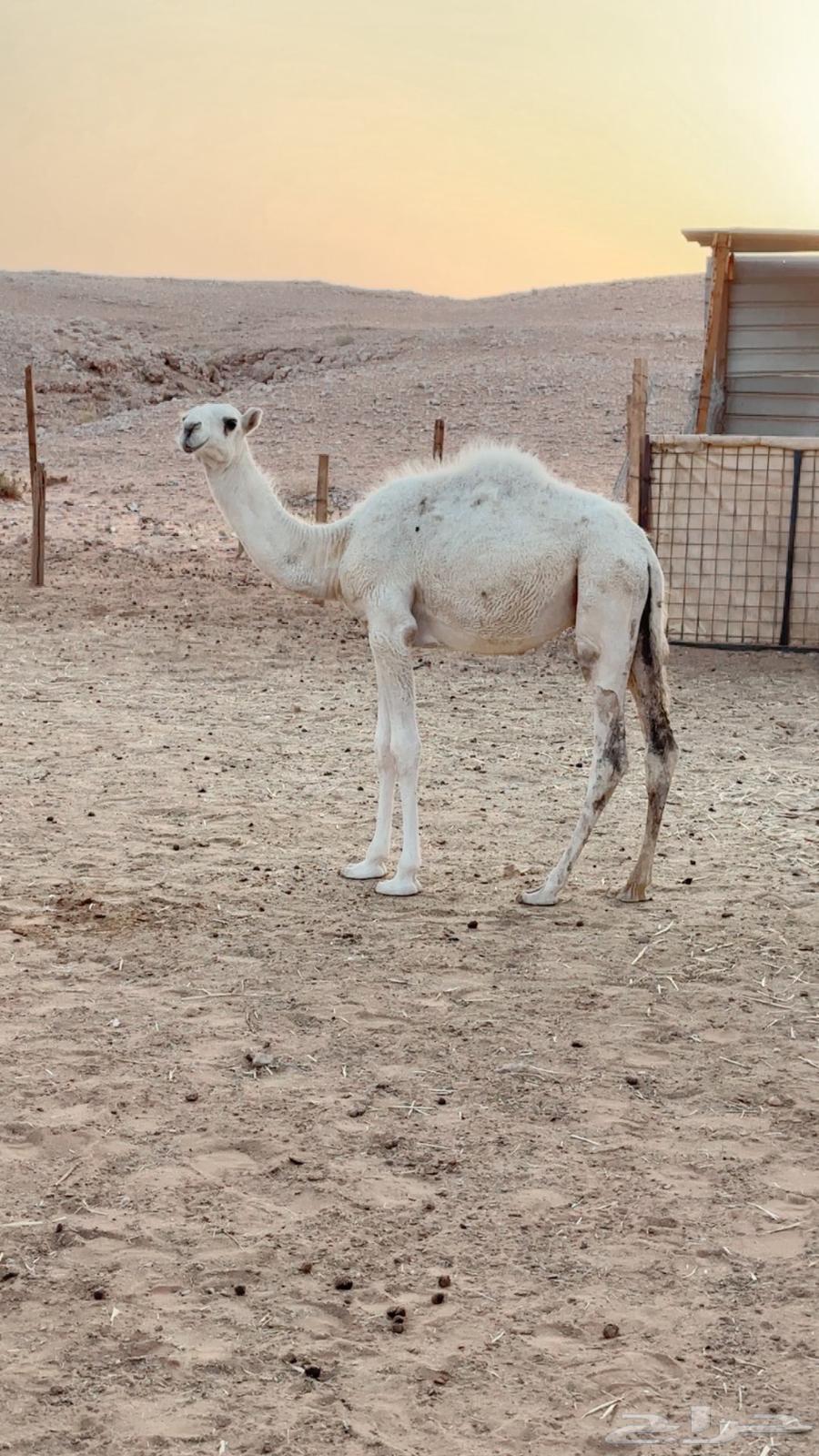 للبدل بحريات دفيع64596141367937110