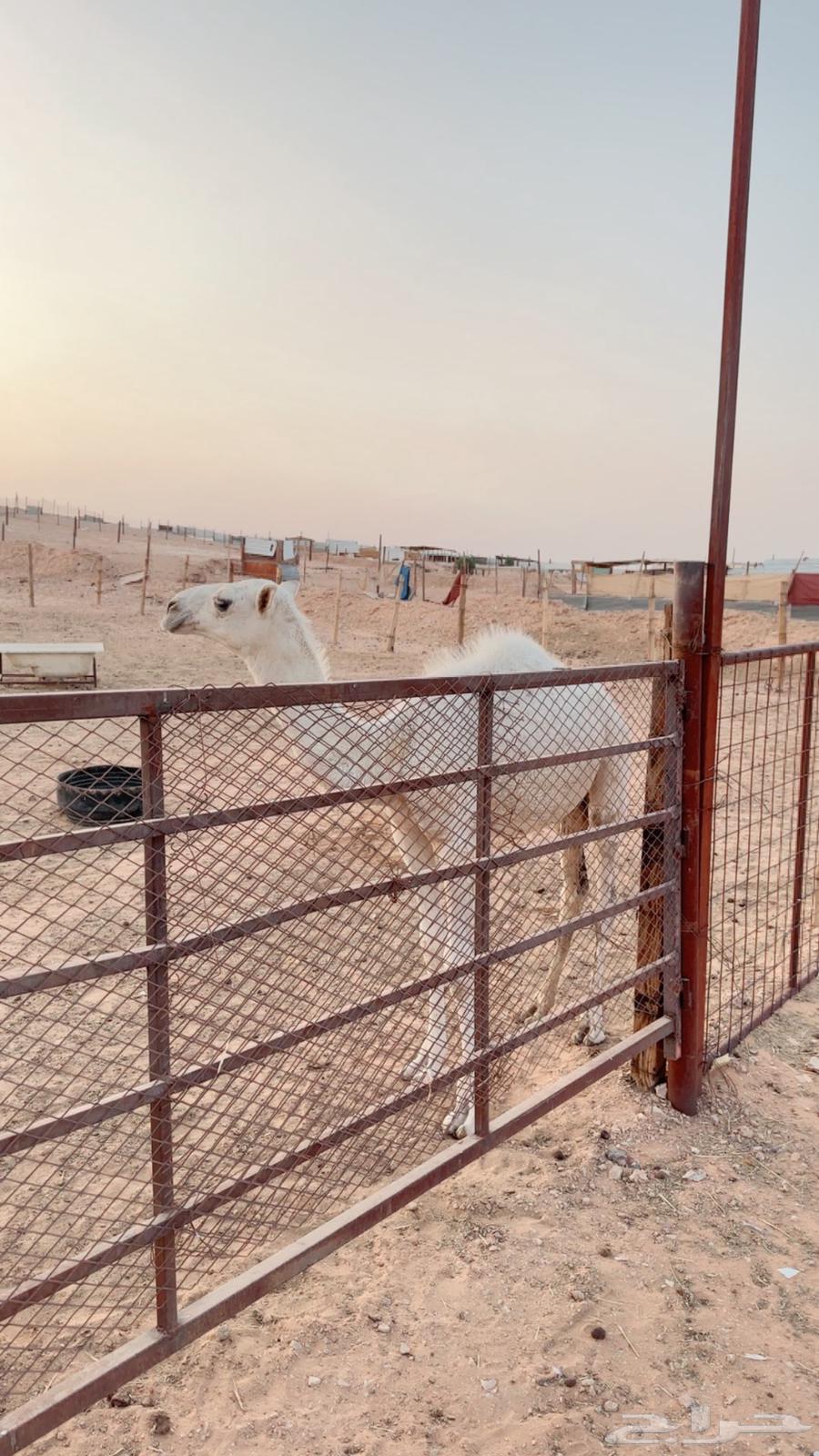 للبدل بحريات دفيع64596141367937112