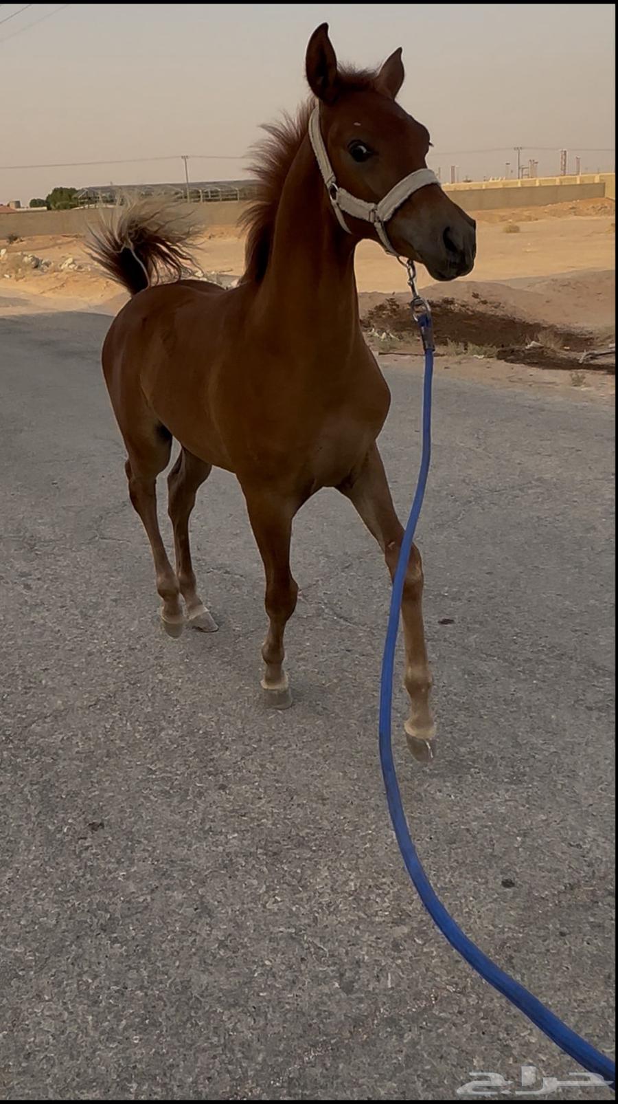 Muath and Sheikh64589952887298112