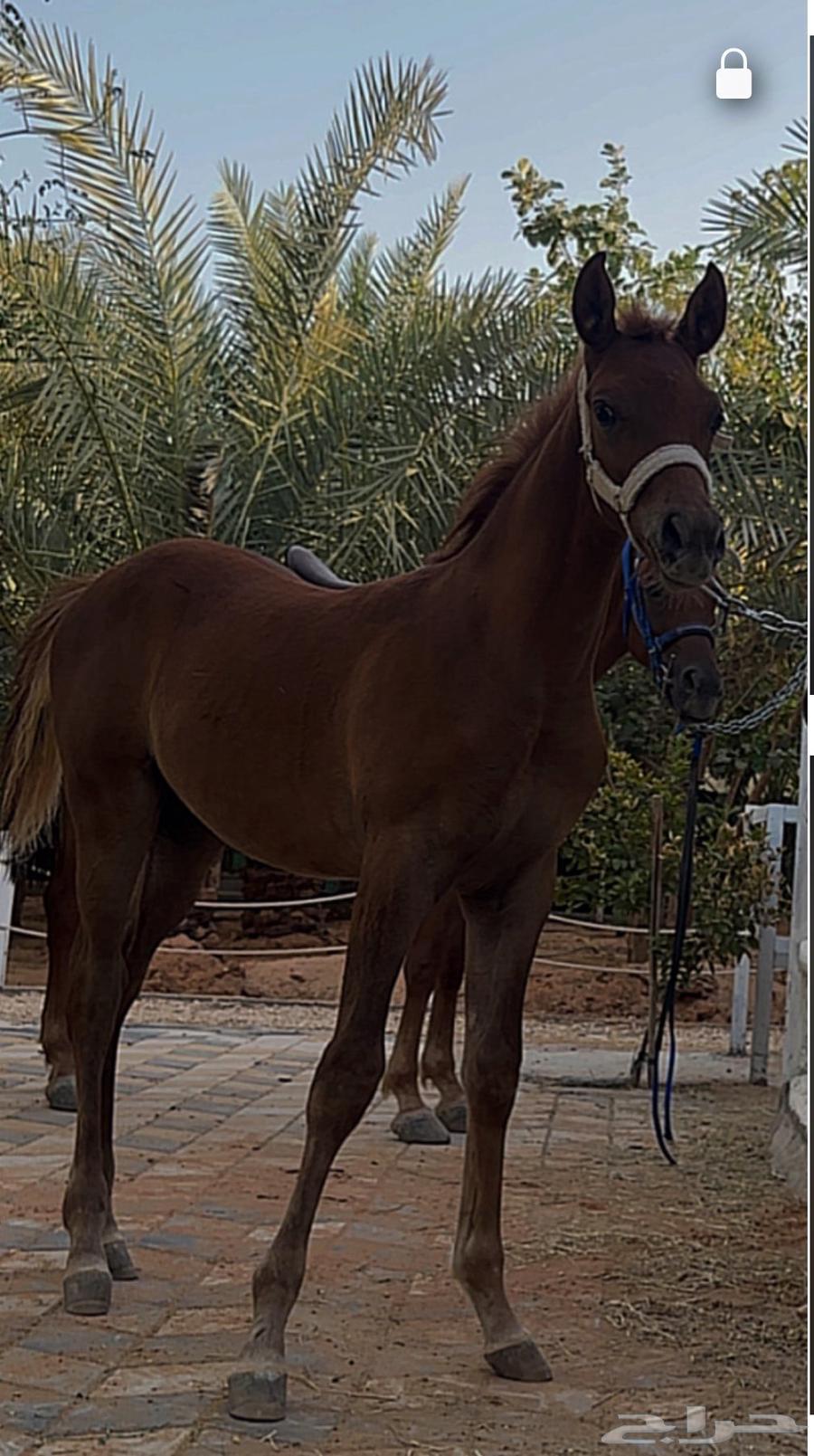 Muath and Sheikh64589952887298113