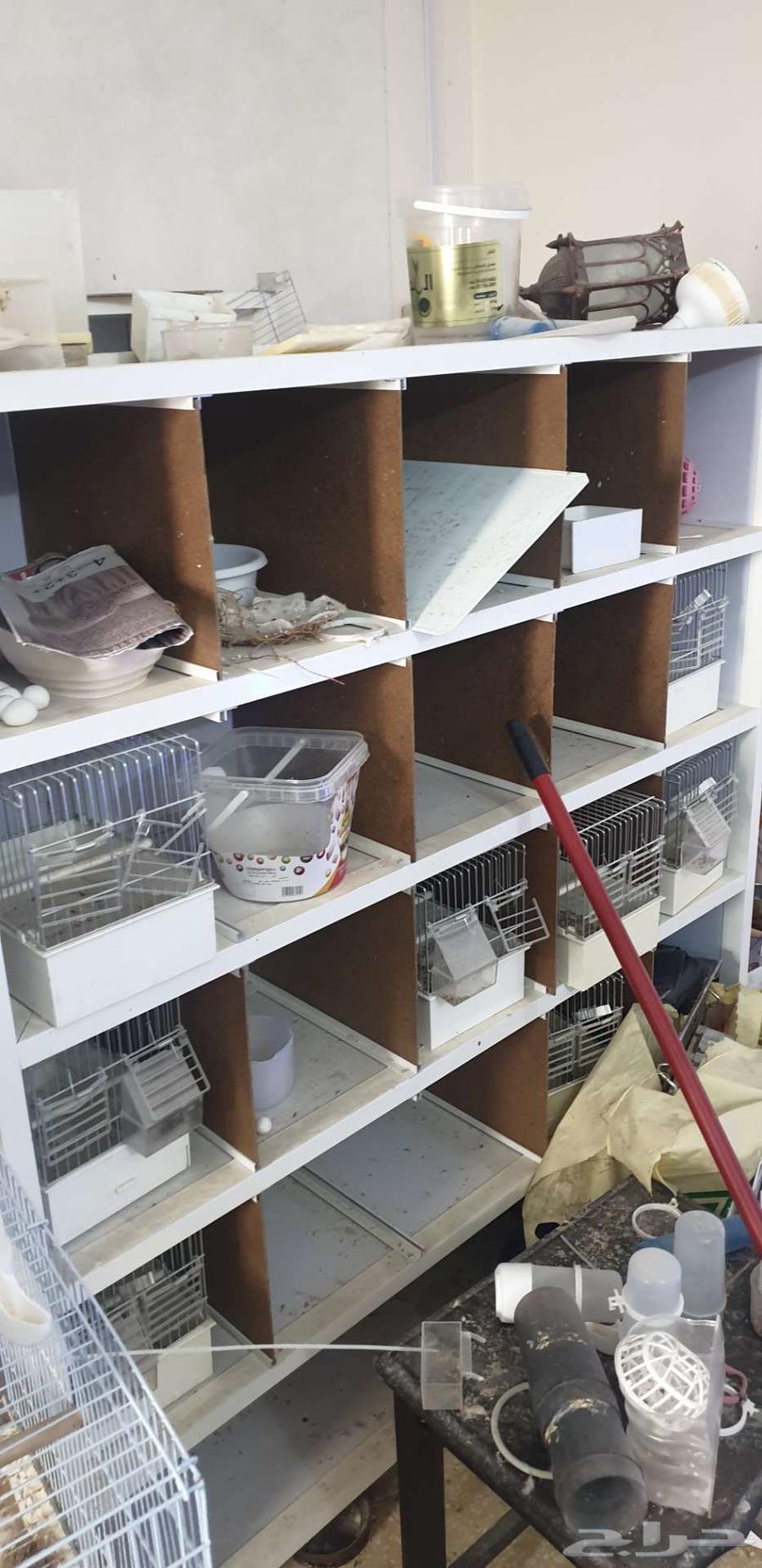 إستاندات أقفاص 601 مع أقفاص وبياضات ودولايب كناري ألمنيوم64591731713923111