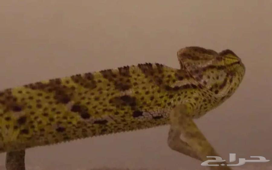 Chameleon changes color, 80 SAR delivery in Riyadh64595366699777110