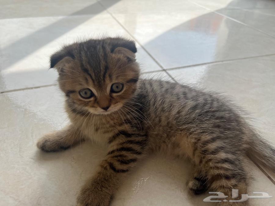قط سكوتش فولد للبيع64583158098691114