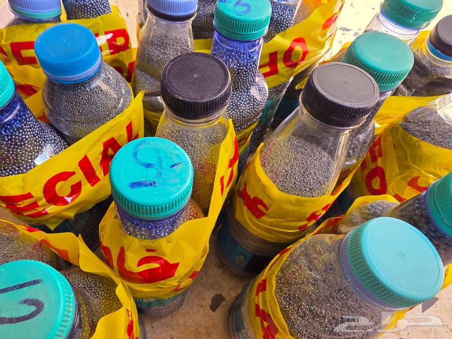 حلبي رقم 6 و1464421499294594112